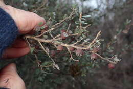 Sivun Leptospermum glaucescens S. Schauer kuva