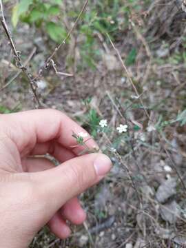 Image of pasture heliotrope