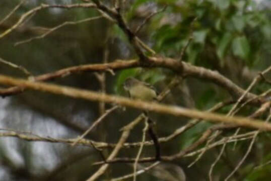 Image of Southern Beardless Tyrannulet