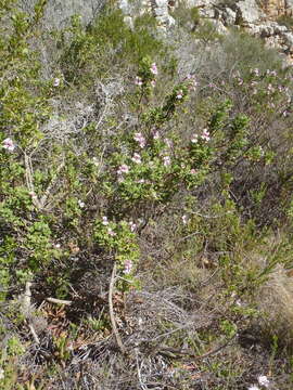 Image of oakleaf garden geranium