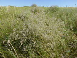 Imagem de Gypsophila paniculata L.