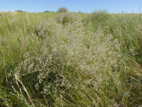 Image of Baby's breath