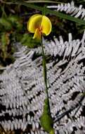 Image of Caterpillar bean