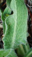 Agoseris glauca var. dasycephala (Torr. & A. Gray) Jepson resmi