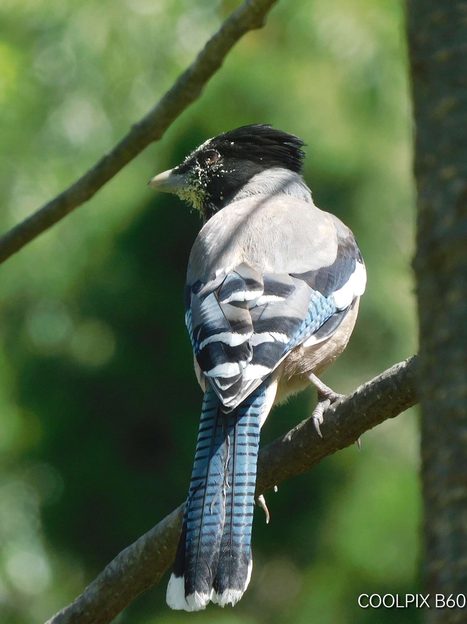 Image of Black-headed Jay