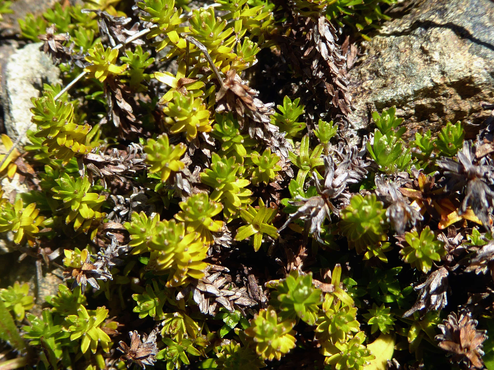 Image of Raoulia glabra Hook. fil.