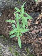 Image of threetooth hawkweed