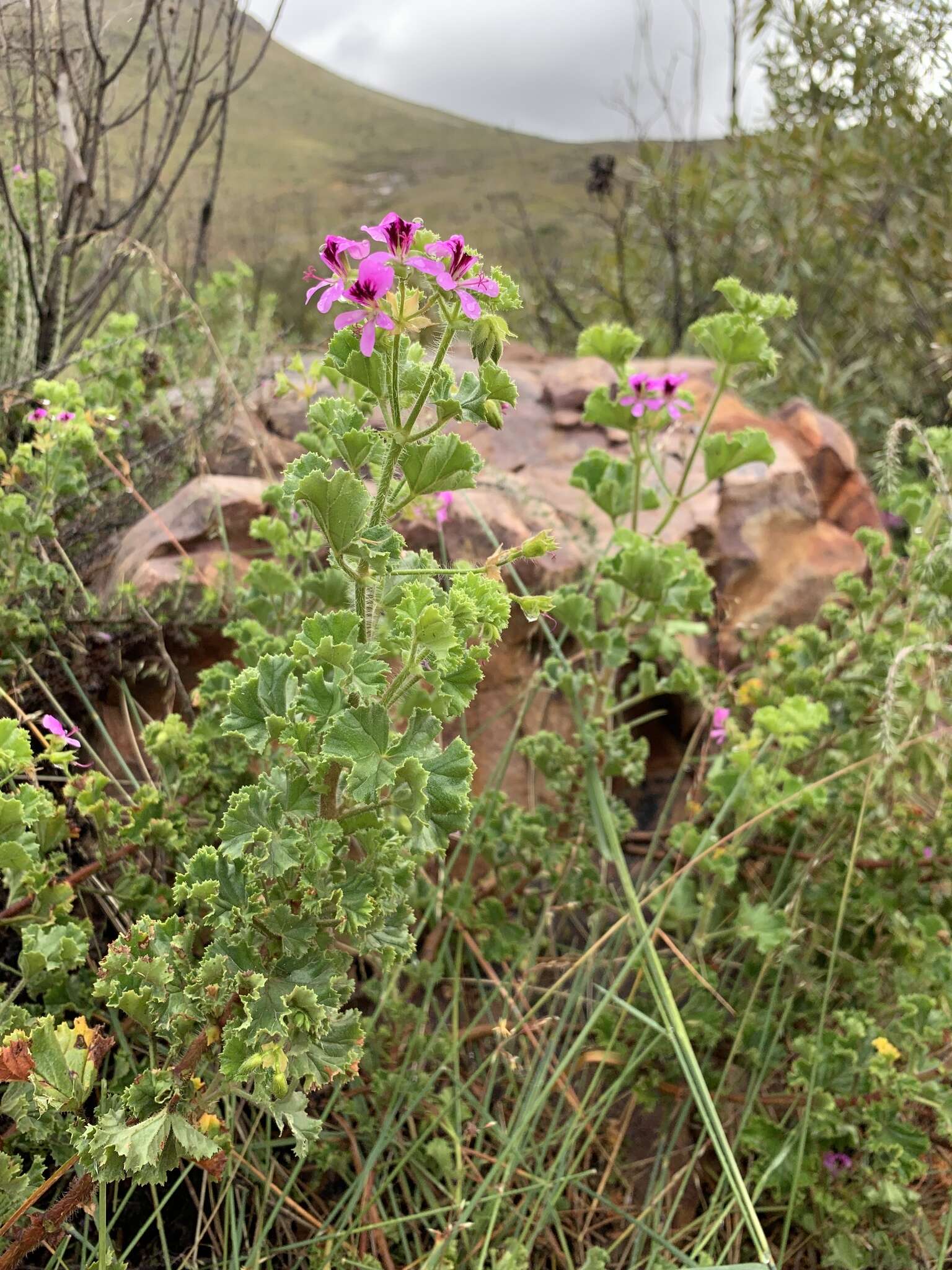 Image of Pelargonium englerianum Knuth