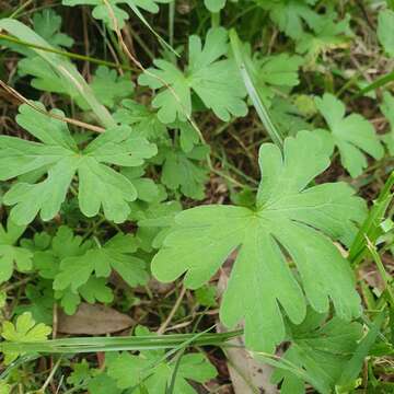 Imagem de Geranium potentilloides L'Hér. ex DC.