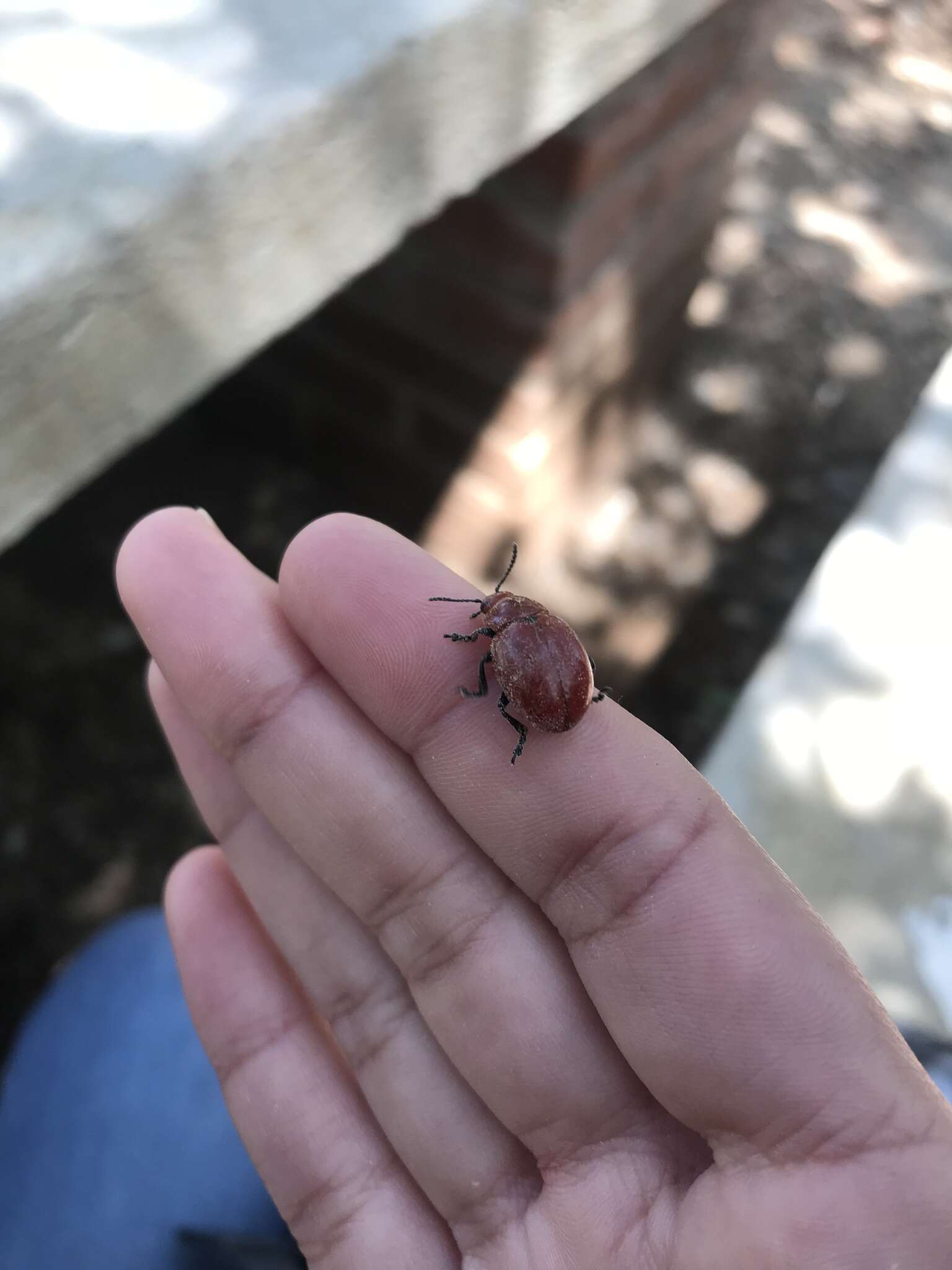 Image of Reddish Potato Beetle