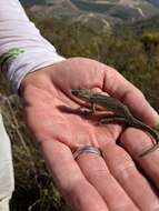 Image of Robertson Dwarf Chameleon