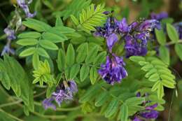 Image of Oxytropis albana Steven