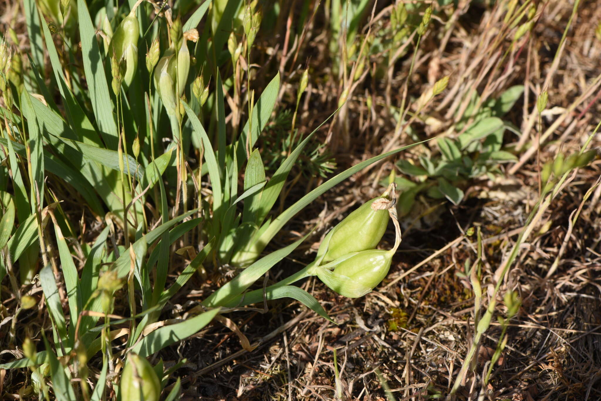 Plancia ëd Iris arenaria Waldst. & Kit.