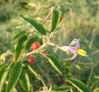 Image of Solanum tettense Klotzsch