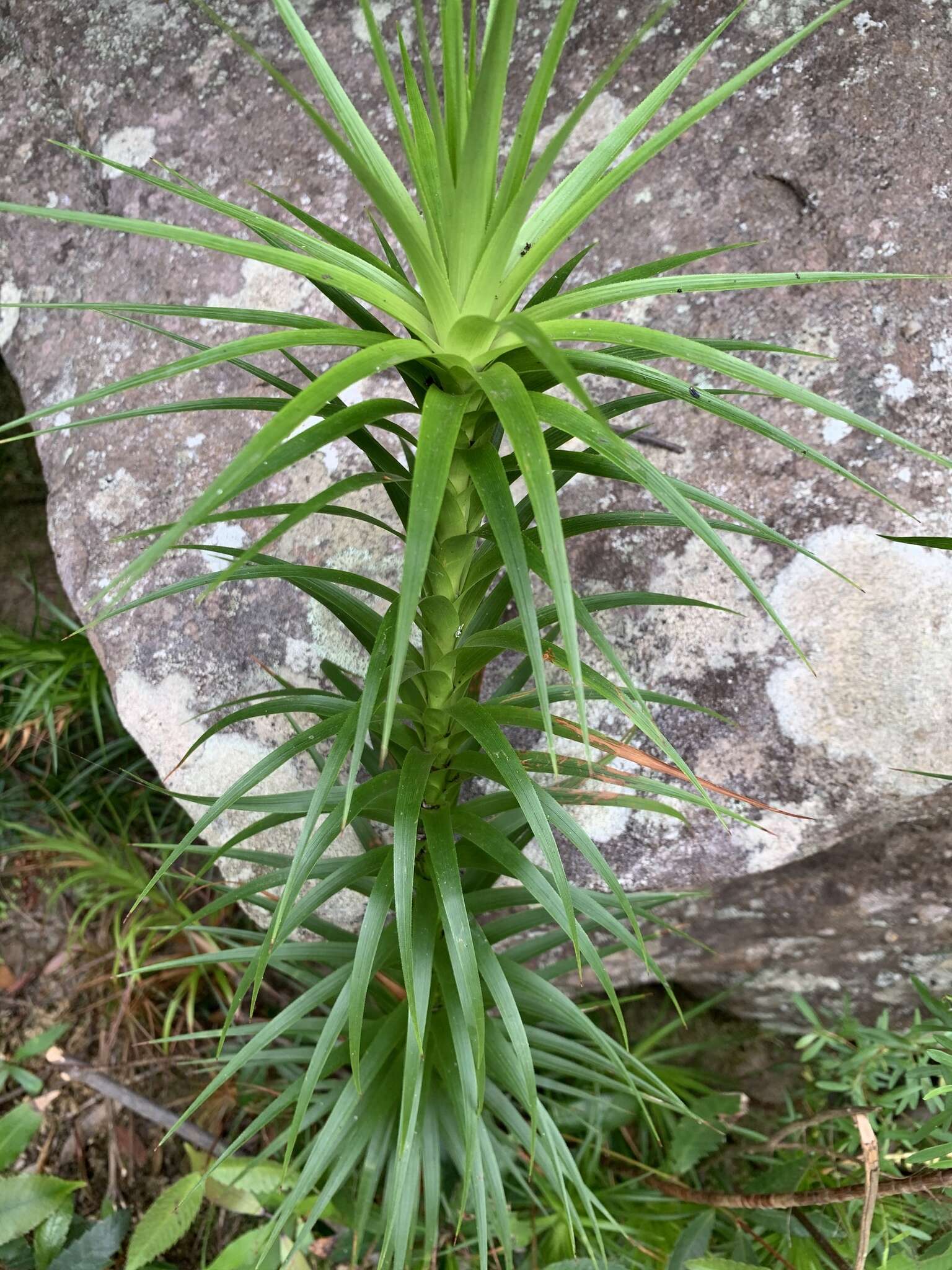 Image of Dracophyllum secundum R. Br.