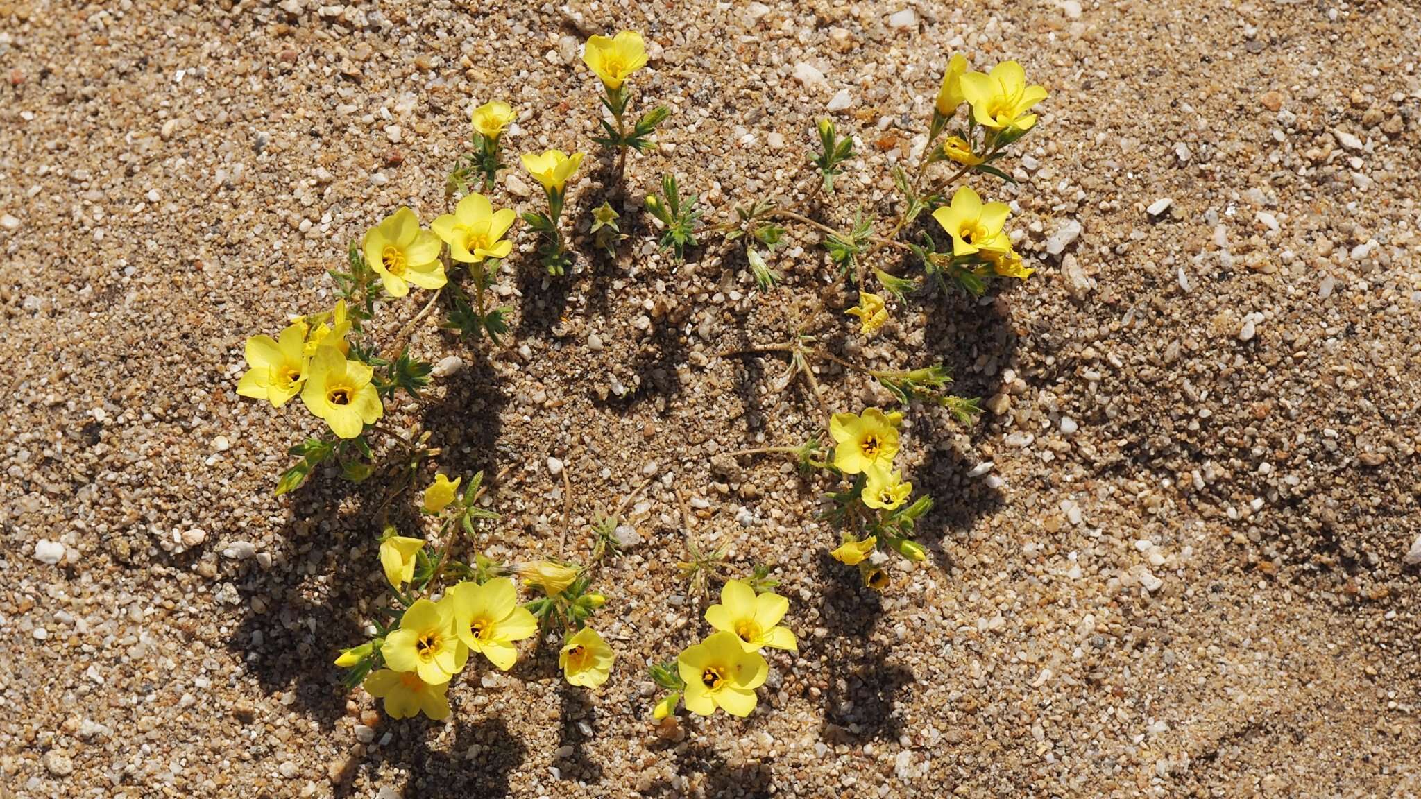 Image of golden linanthus