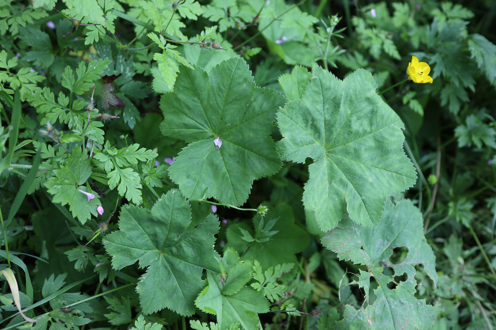 Image of Alchemilla vulgaris L.