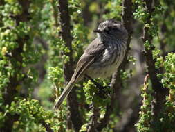 Image of Tufted Tit-Tyrant