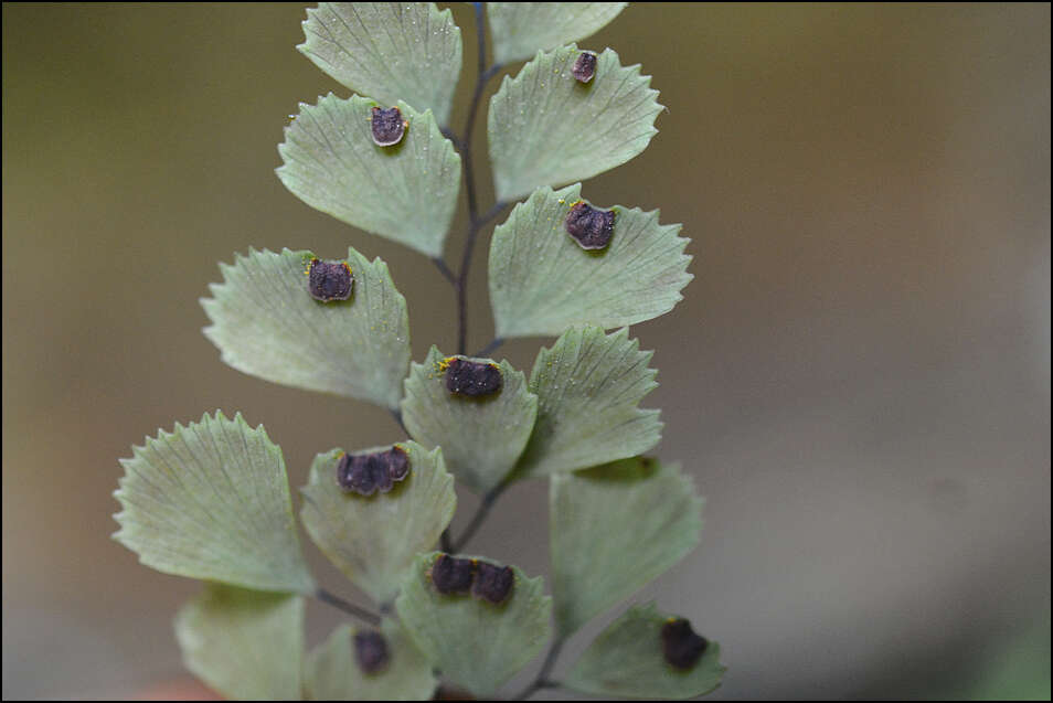 Image of Adiantum monochlamys Eat.