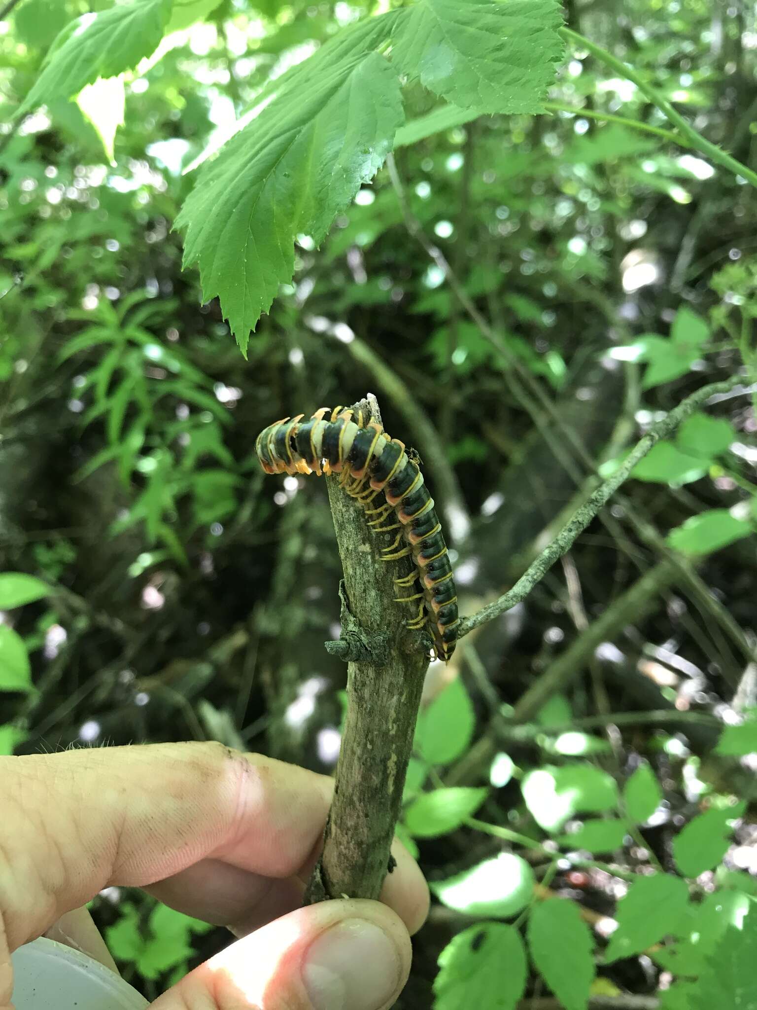 Слика од <i>Arthrophaga myriapodina</i>