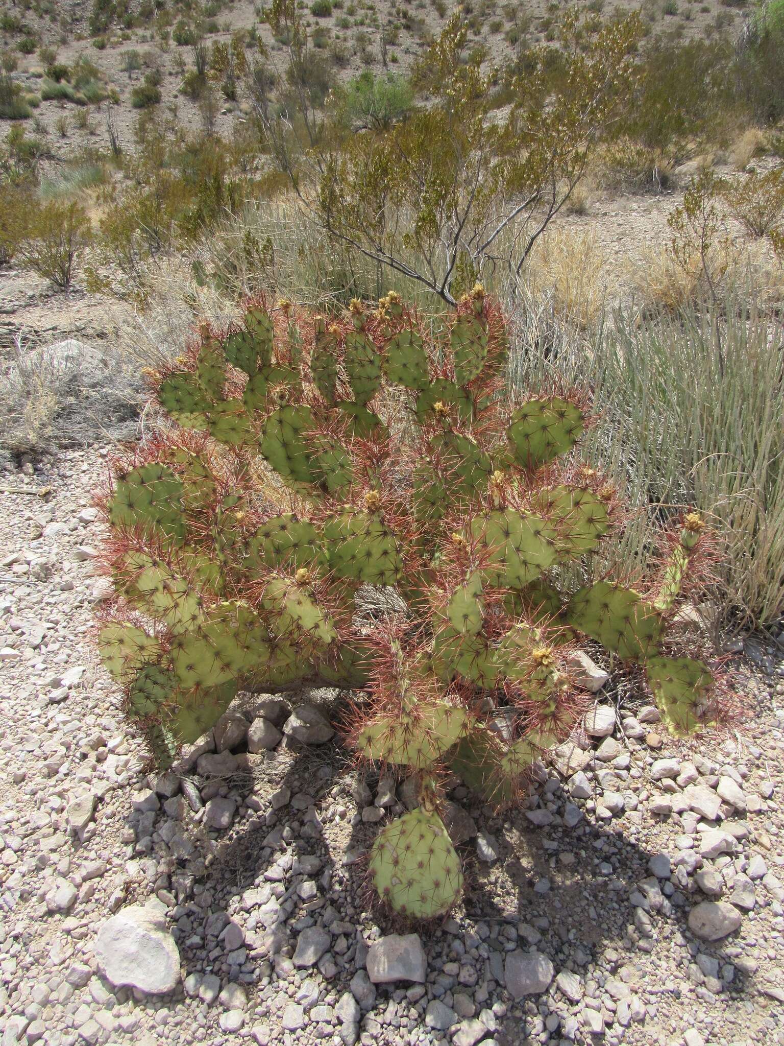 Image of pricklypear