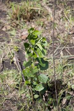 Image of Maesa alnifolia Harv.