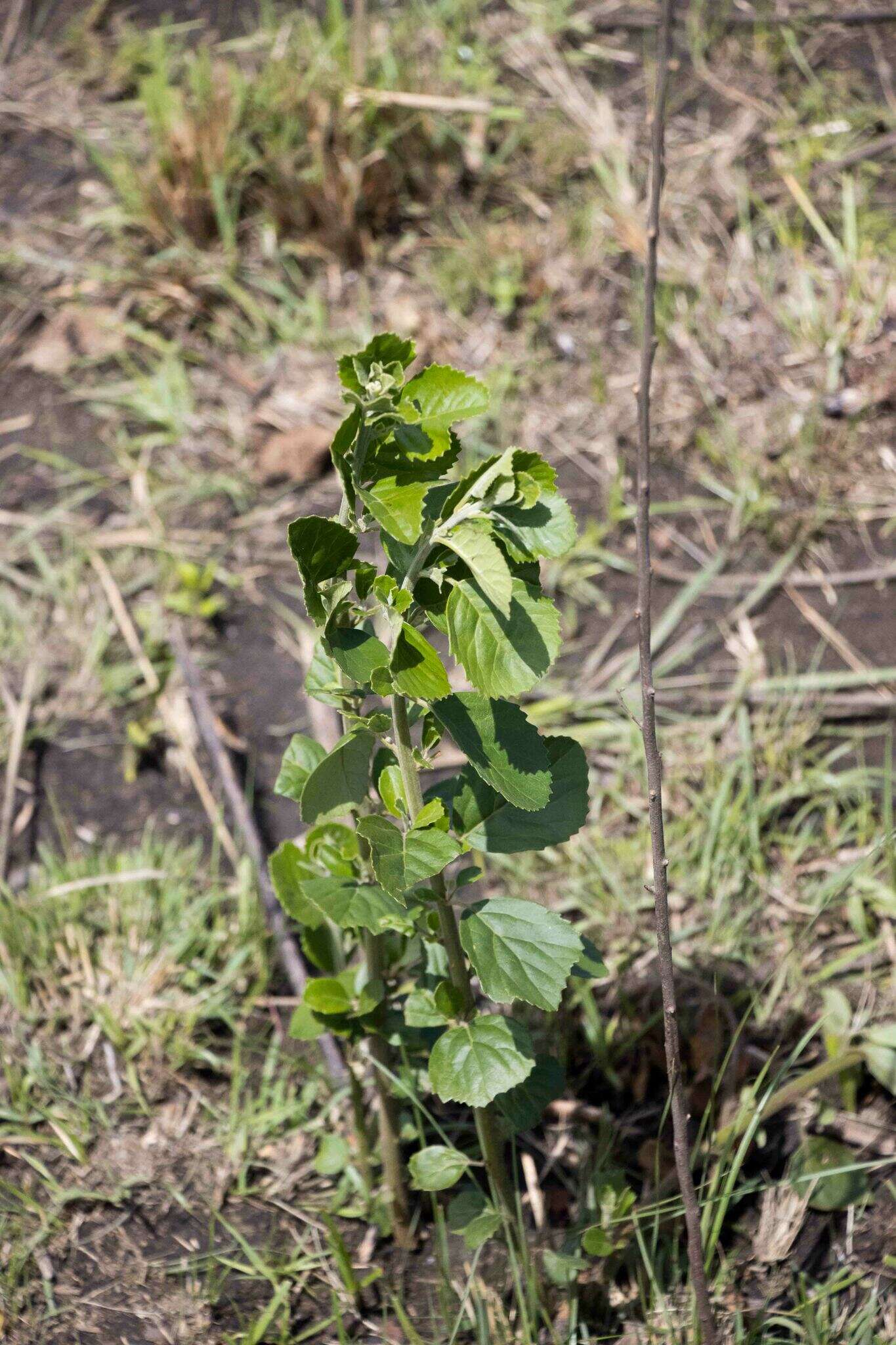 Слика од Maesa alnifolia Harv.