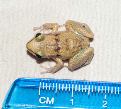 Image of Etheridge's robber frog