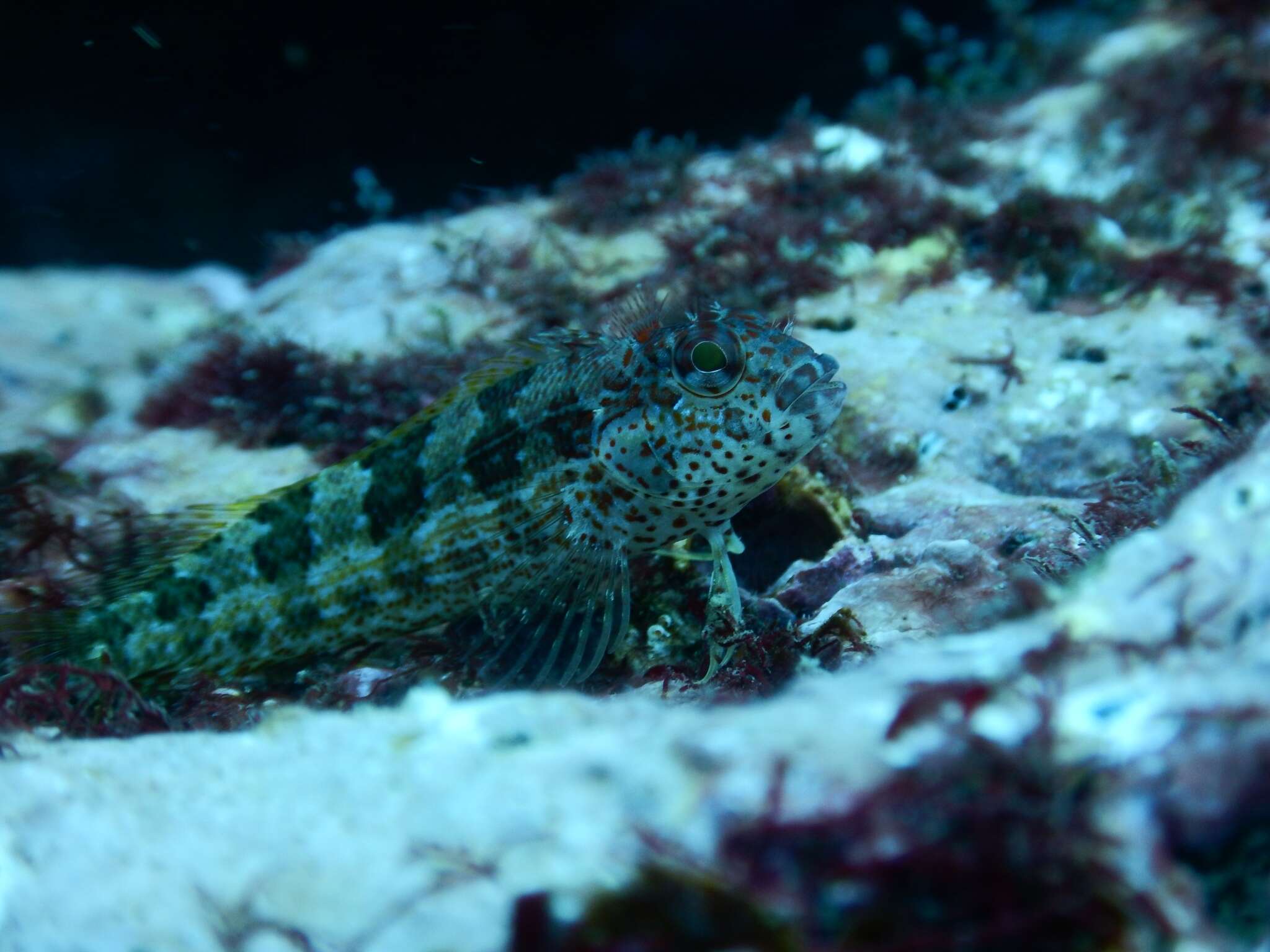 Image of Throatspotted blenny