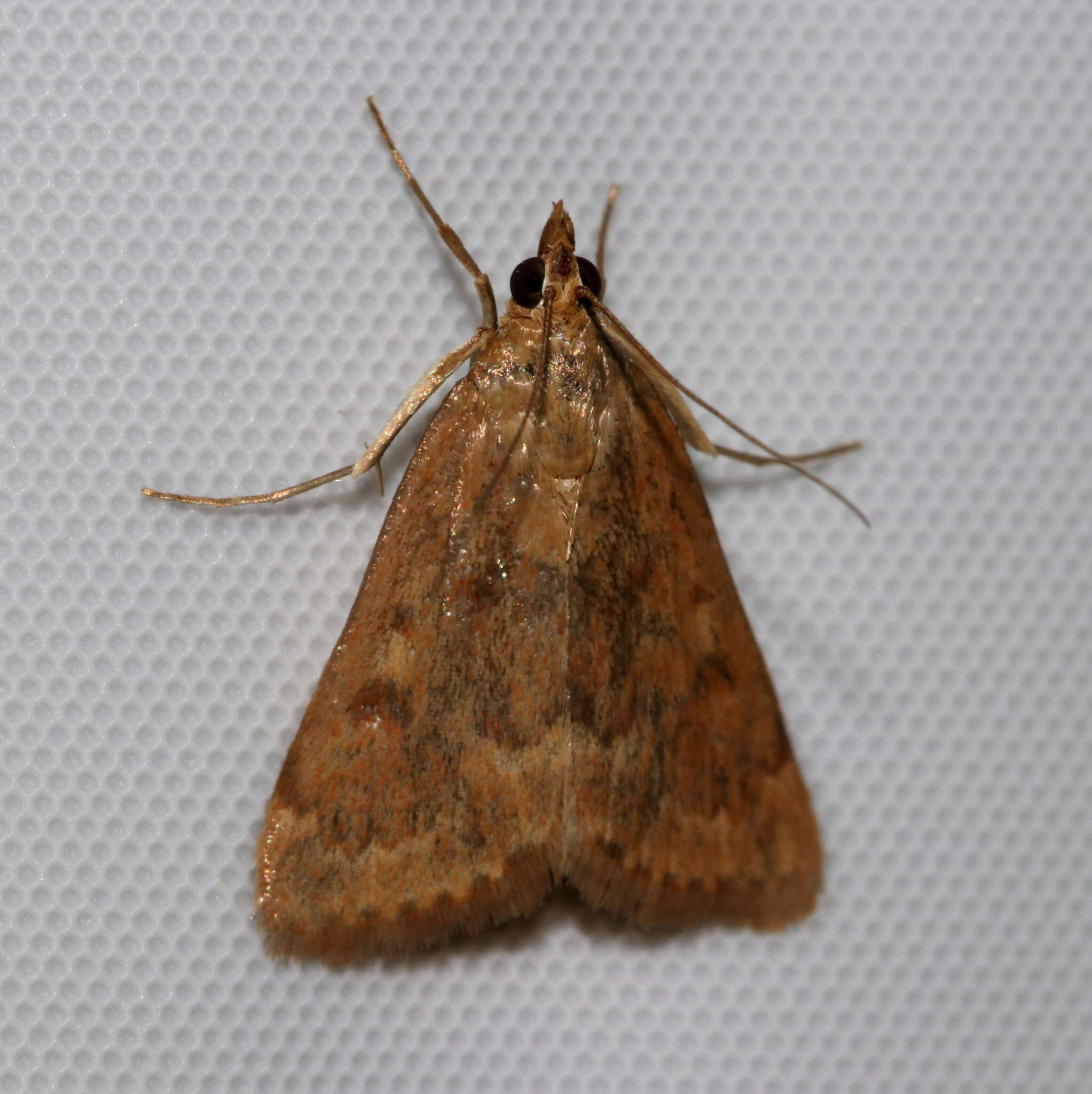 Image of Garden Webworm Moth