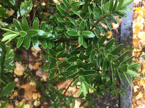 Image of Veronica vernicosa Hook. fil.