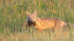 Image of Corsac Fox