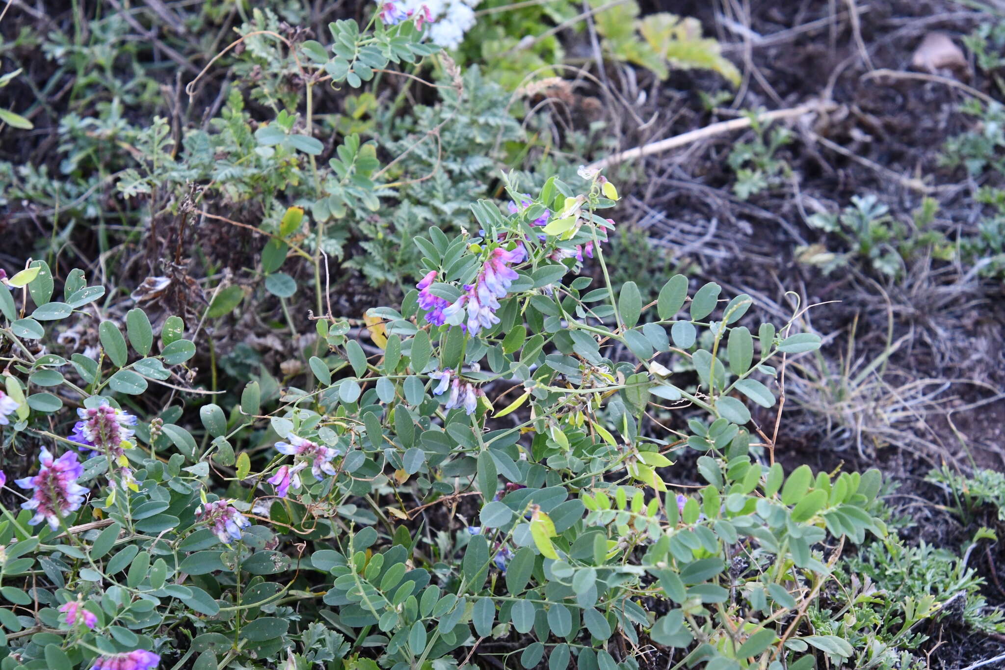 Image of Vicia amurensis Oett.