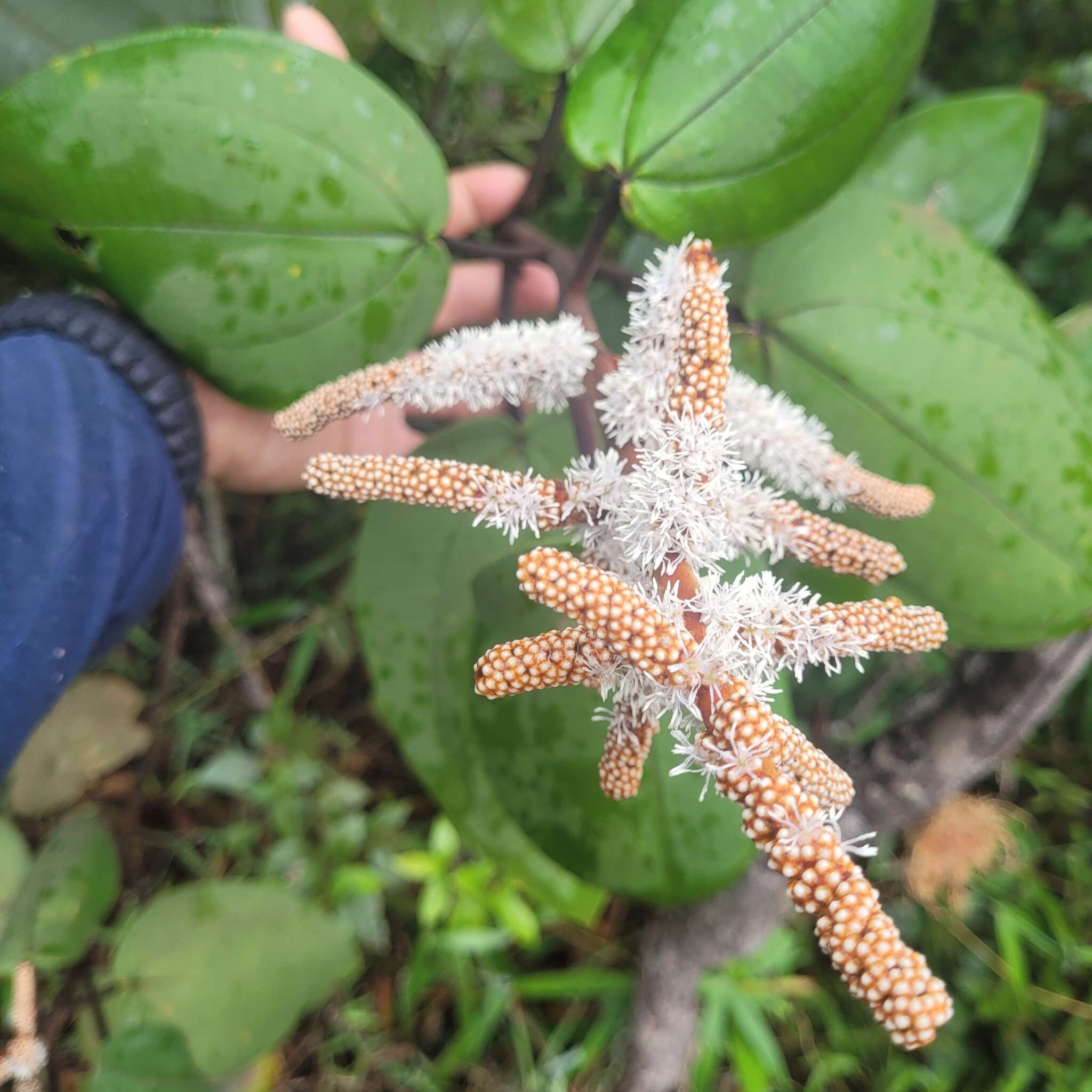 Image of Miconia corallina Spring