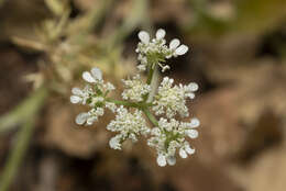 Image of Tordylium pestalozzae Boiss.