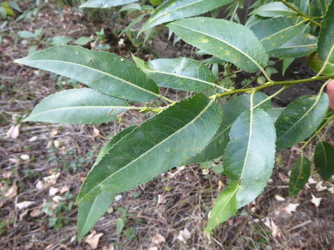 Image de Salix meyeriana Rostk. ex Willd.