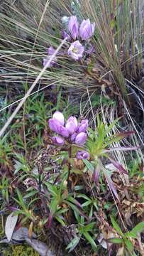 Image of Gentianella foliosa (Kunth) Fabris.