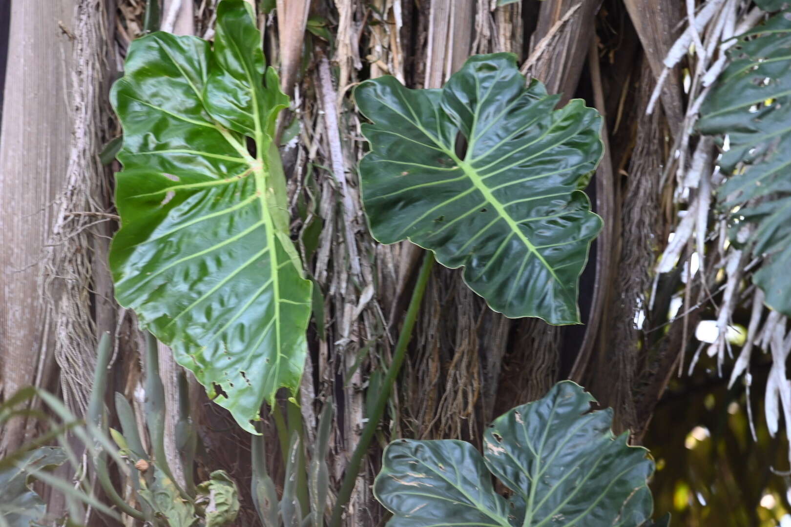 Sivun Philodendron maximum K. Krause kuva