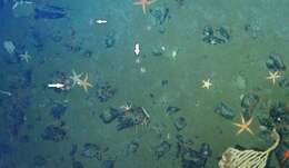 Image of fragile sea urchin