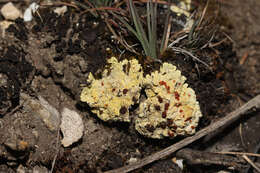 صورة Fulgensia fulgens (Sw.) Elenkin