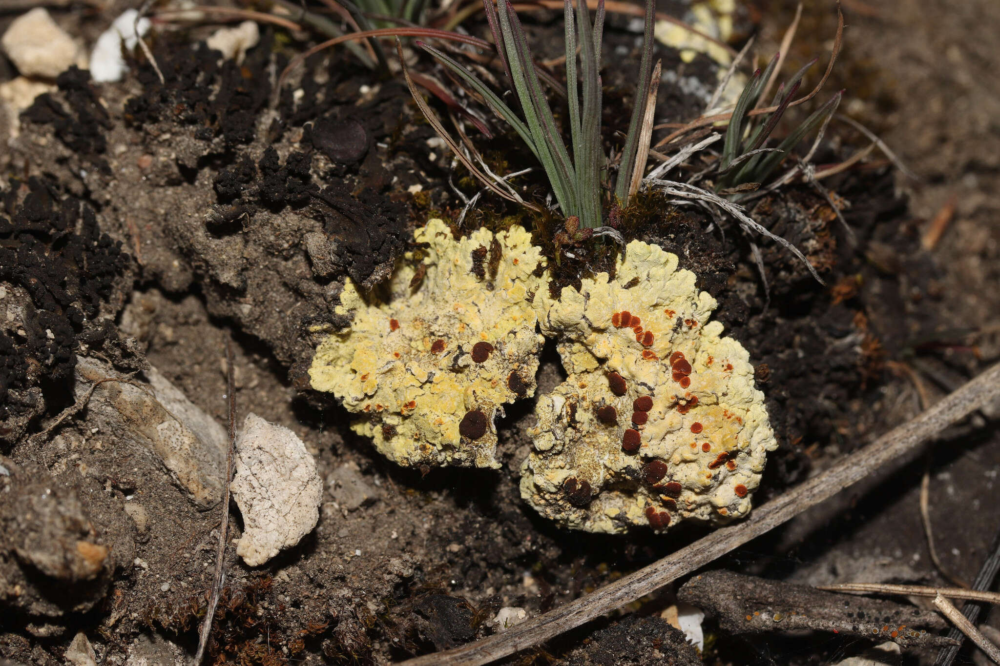 صورة Fulgensia fulgens (Sw.) Elenkin