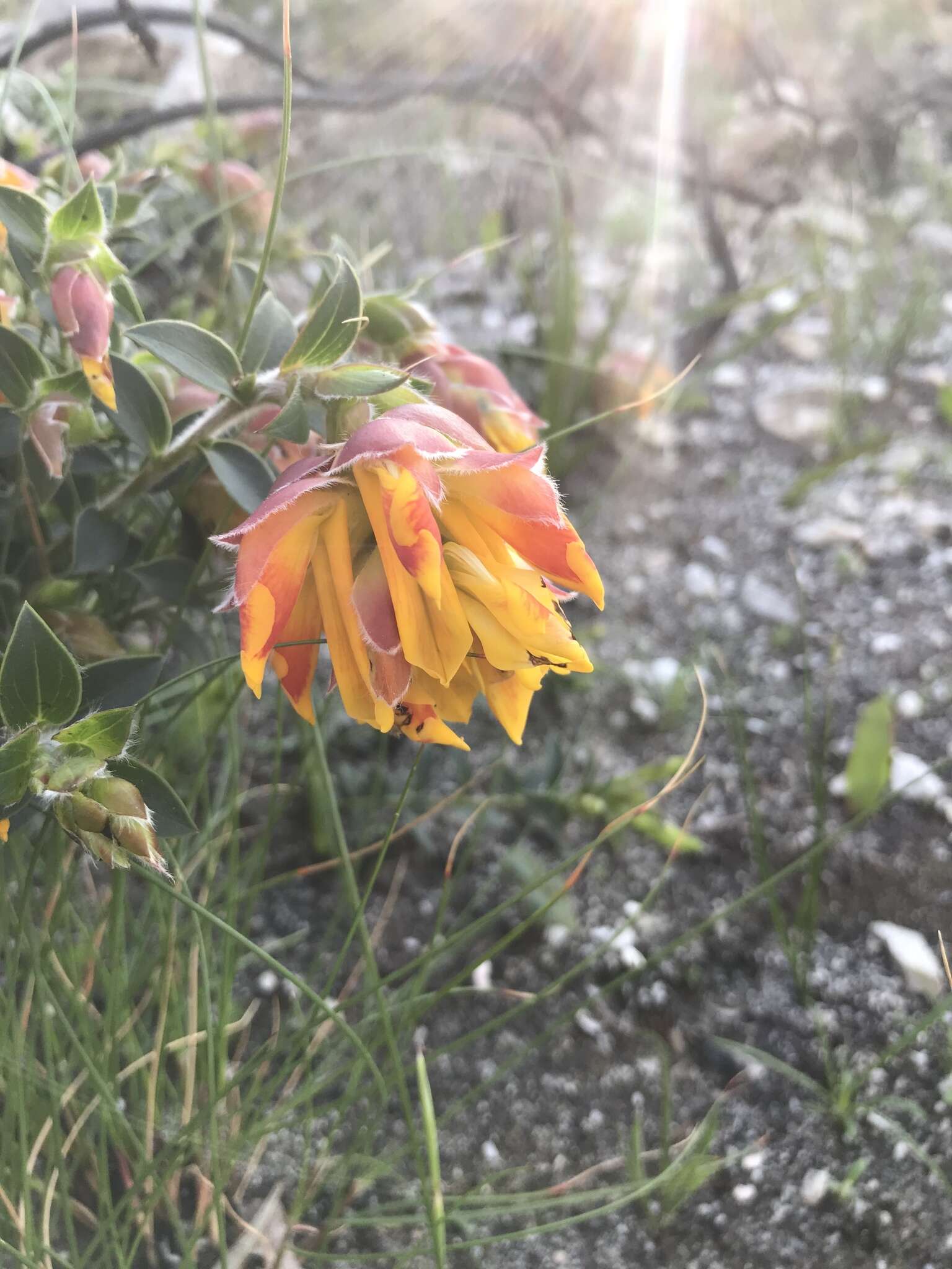 Plancia ëd Liparia splendens (Burm. fil.) Bos & de Wit