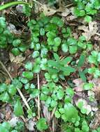 Image of Coptis trifolia subsp. trifolia