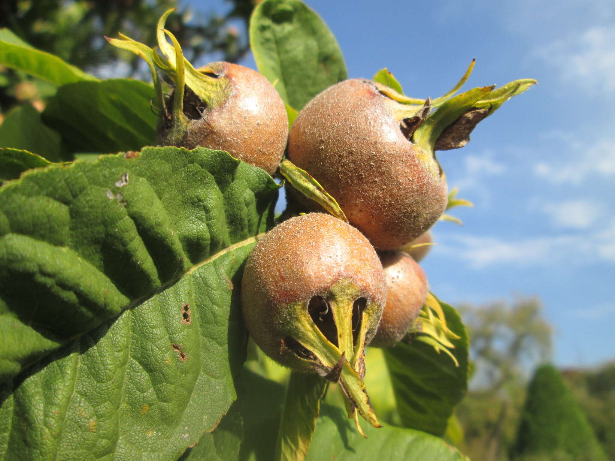 Image of Medlar