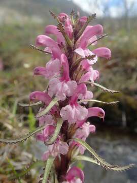 Image of Langsdorf's lousewort