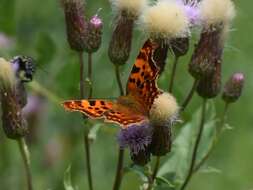 Image of Comma