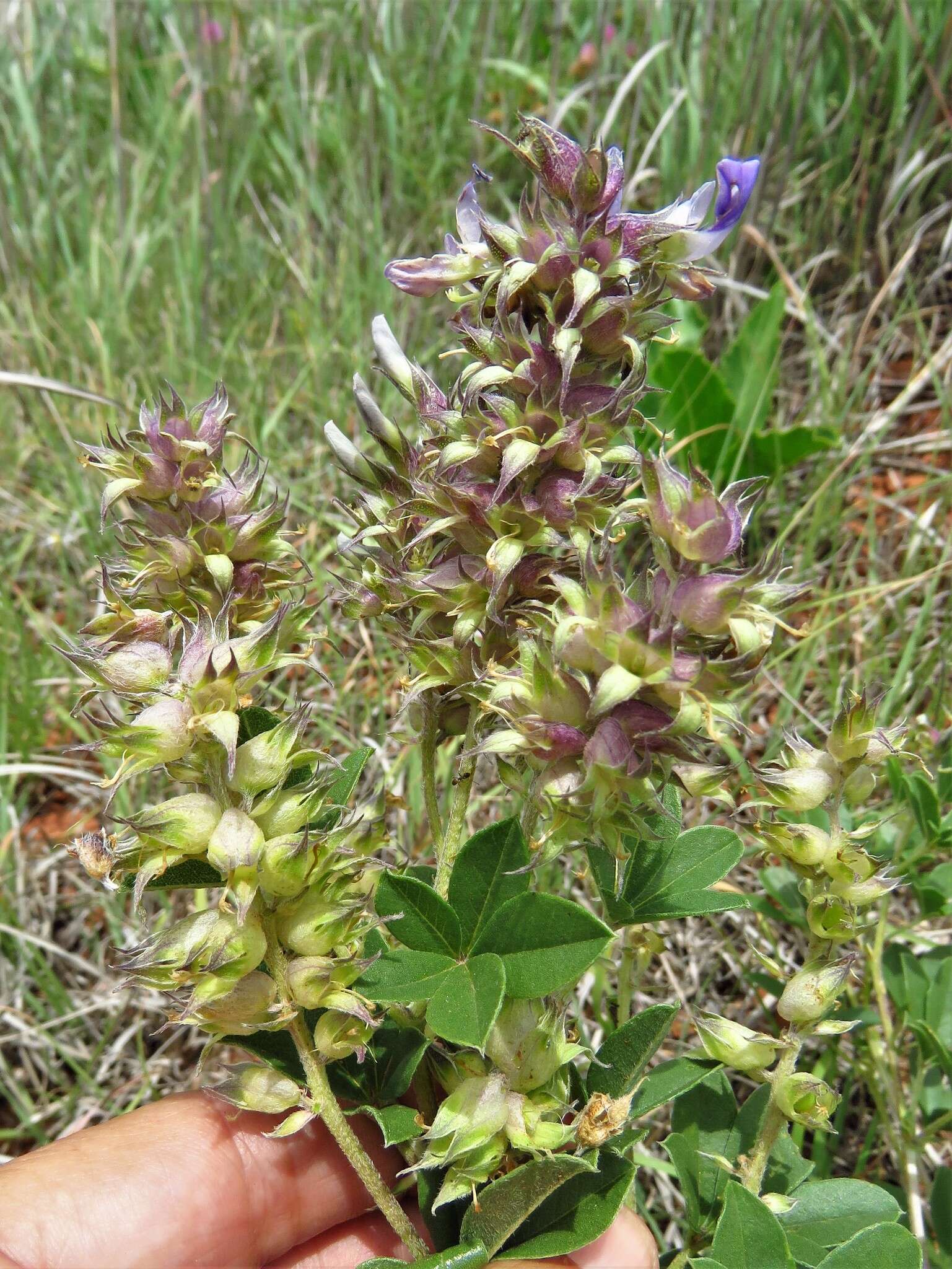 Imagem de Psoralea cuspidata Pursh