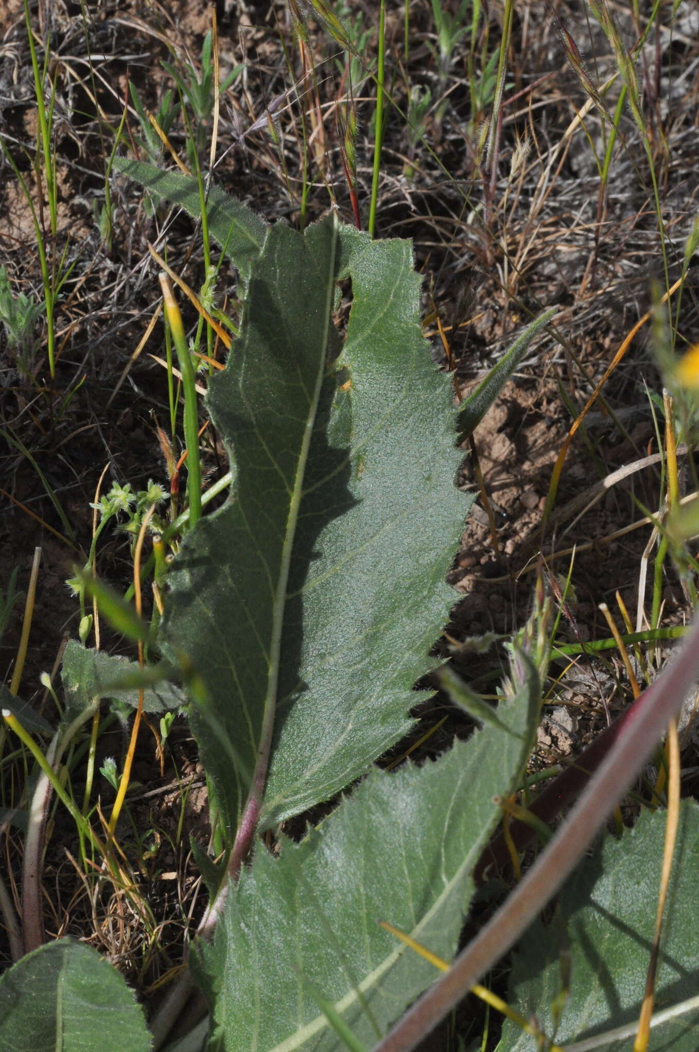 Image of serrate balsamroot