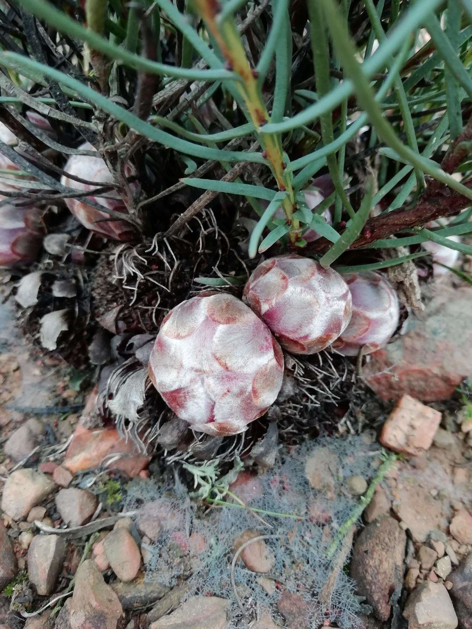 Image de Protea decurrens Phillips