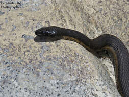 Image of Thamnophis validus celaeno (Cope 1861)